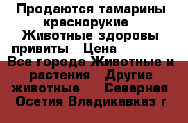 Продаются тамарины краснорукие . Животные здоровы привиты › Цена ­ 85 000 - Все города Животные и растения » Другие животные   . Северная Осетия,Владикавказ г.
